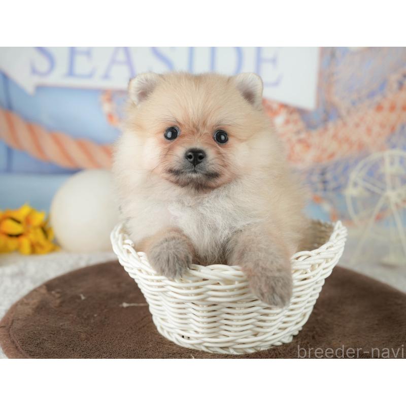 販売中の千葉県のポメラニアン-451914の7枚目