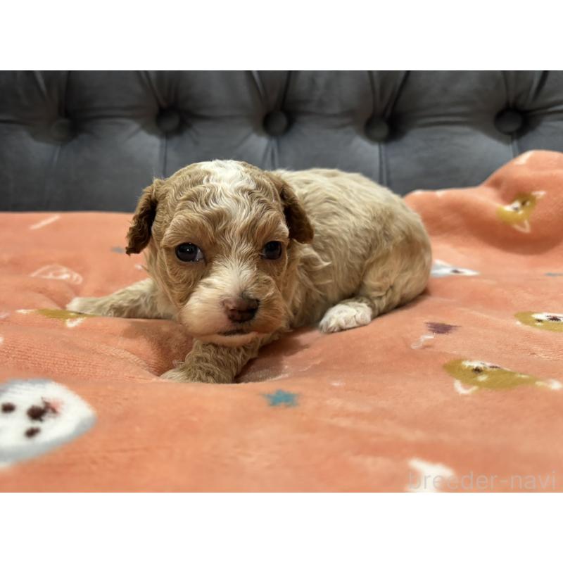 販売中の鹿児島県のマルプー:マルチーズ×トイプードル-451870の3枚目