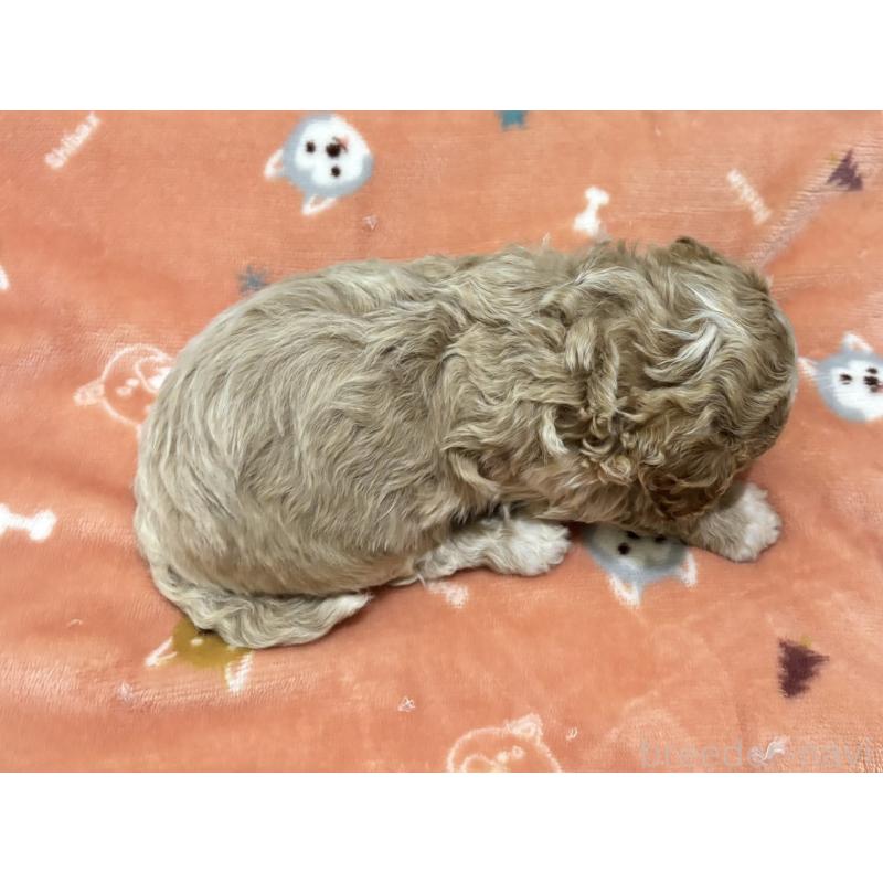 販売中の鹿児島県のマルプー:マルチーズ×トイプードル-451870の2枚目