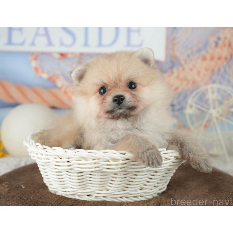 販売中の千葉県のポメラニアン-451914の6枚目