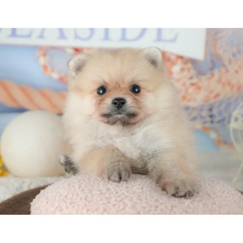 販売中の千葉県のポメラニアン-451914の5枚目