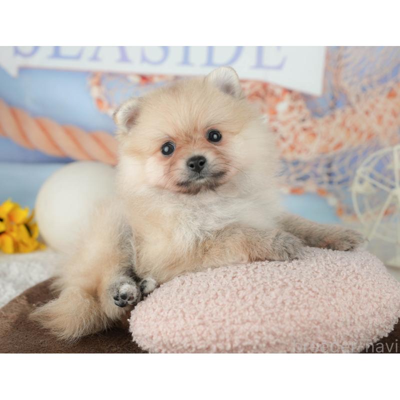 販売中の千葉県のポメラニアン-451914の3枚目