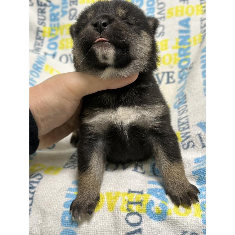 販売中の岡山県の柴犬-451869の6枚目