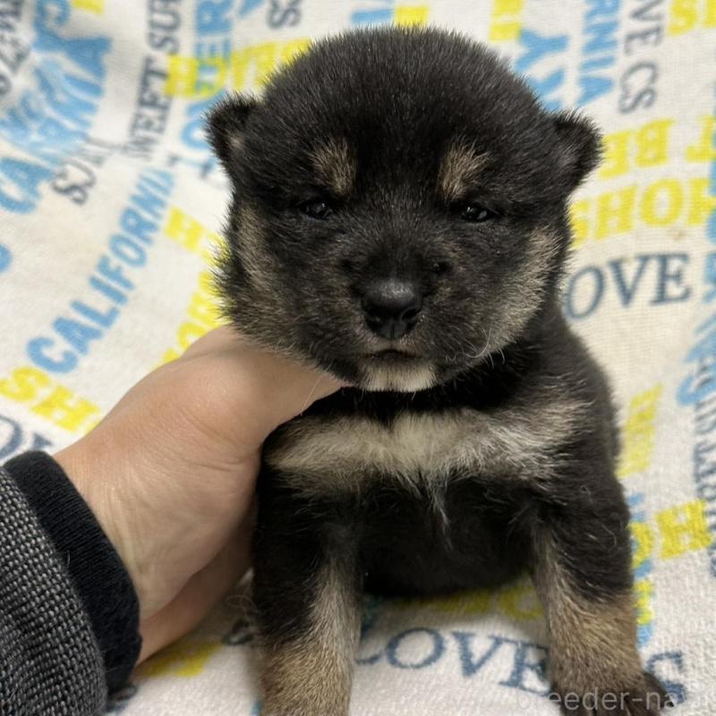 販売中の岡山県の柴犬-451869の5枚目