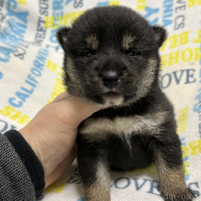 販売中の岡山県の柴犬-451869の4枚目