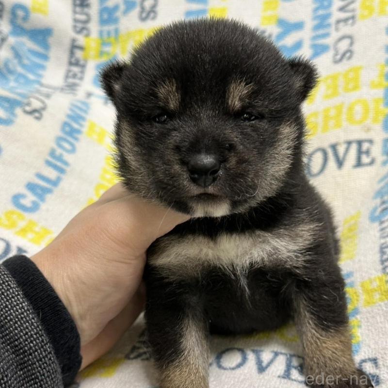 販売中の岡山県の柴犬-451869の3枚目