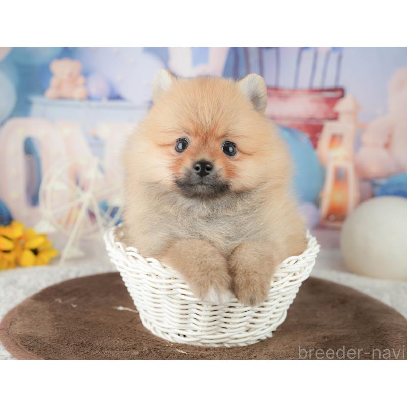 販売中の千葉県のポメラニアン-451907の11枚目