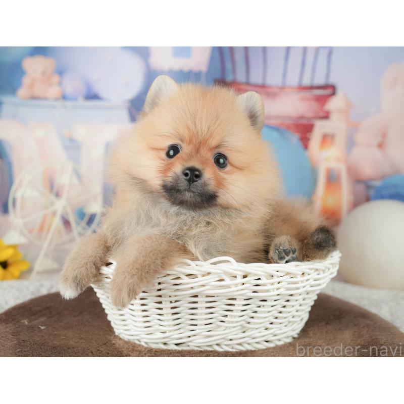 販売中の千葉県のポメラニアン-451907の10枚目