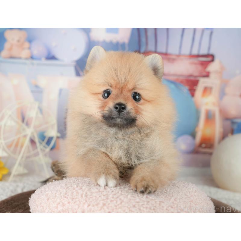 販売中の千葉県のポメラニアン-451907の9枚目