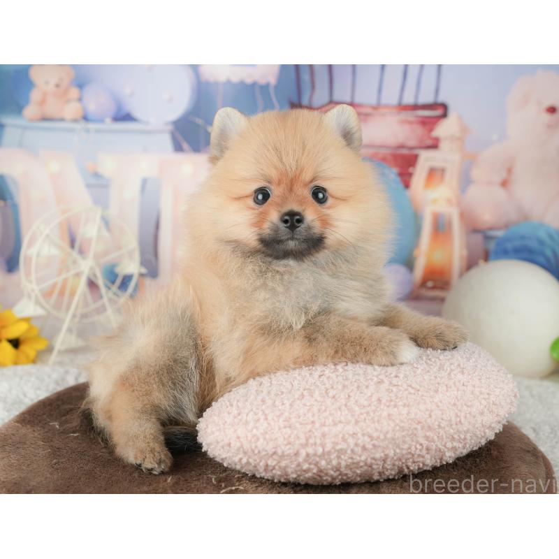 販売中の千葉県のポメラニアン-451907の8枚目