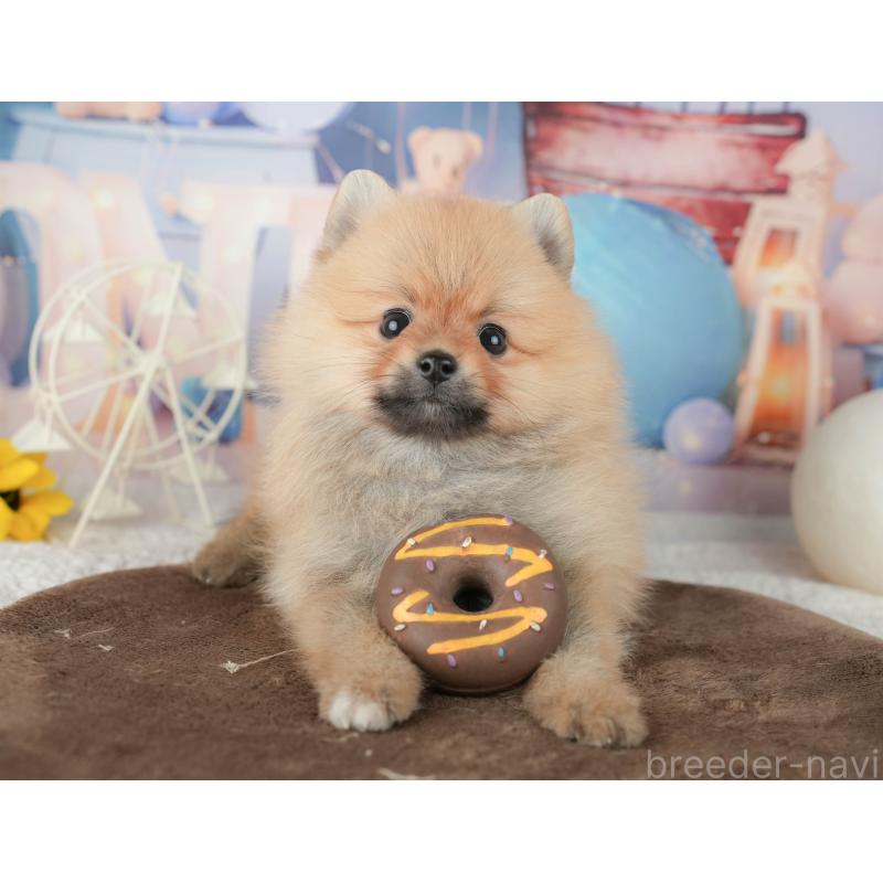 販売中の千葉県のポメラニアン-451907の7枚目