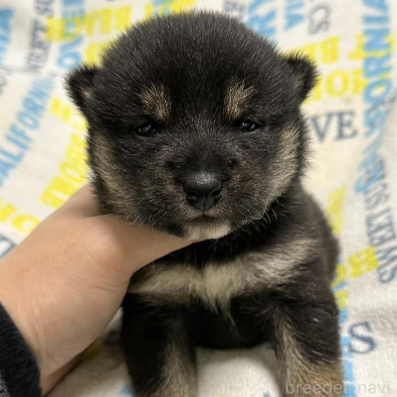 販売中の岡山県の柴犬-451869の2枚目