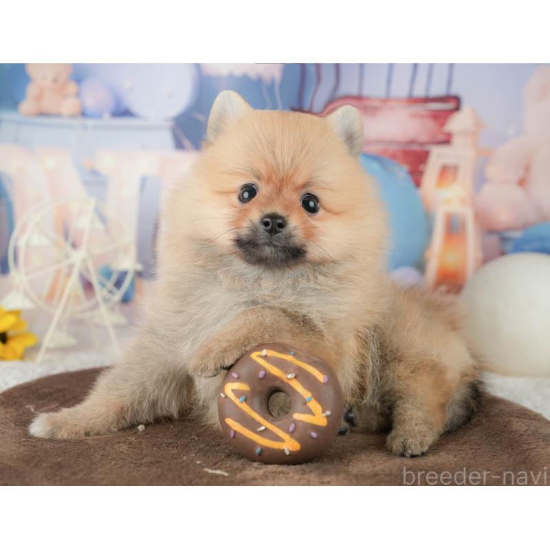 販売中の千葉県のポメラニアン-451907の6枚目