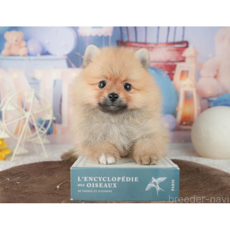 販売中の千葉県のポメラニアン-451907の5枚目