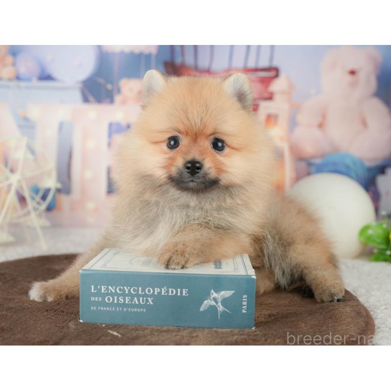 販売中の千葉県のポメラニアン-451907の4枚目