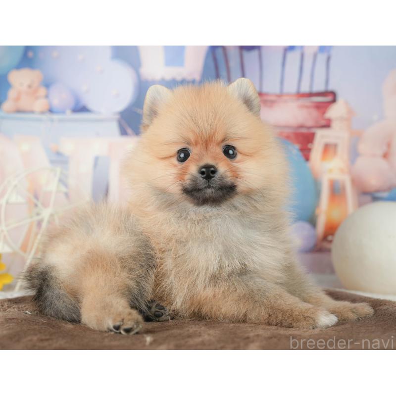 販売中の千葉県のポメラニアン-451907の3枚目