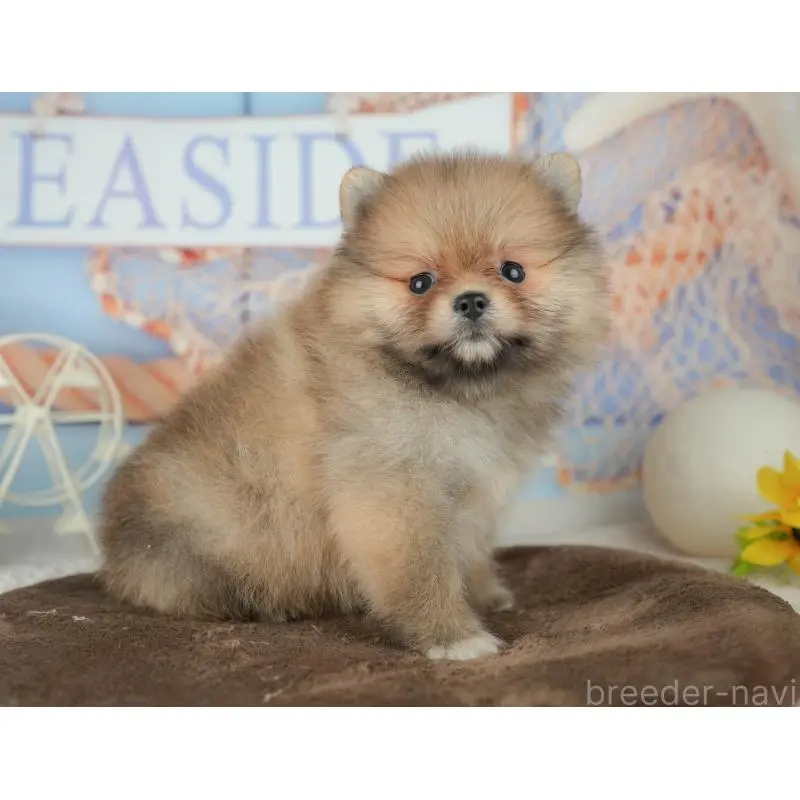 販売中の千葉県のポメラニアン-451905の12枚目