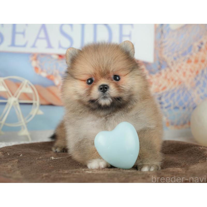 販売中の千葉県のポメラニアン-451905の11枚目
