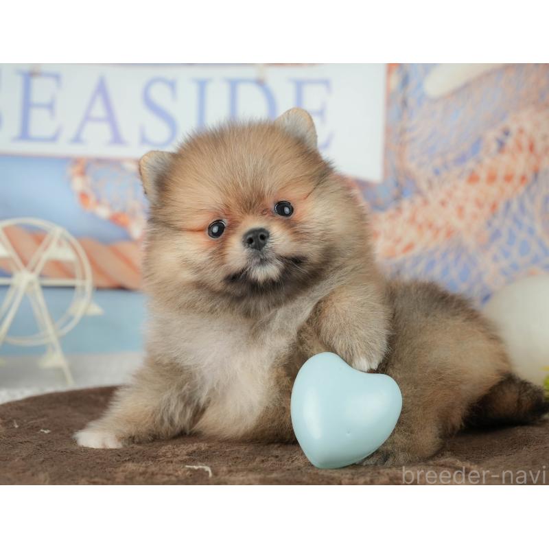 販売中の千葉県のポメラニアン-451905の10枚目