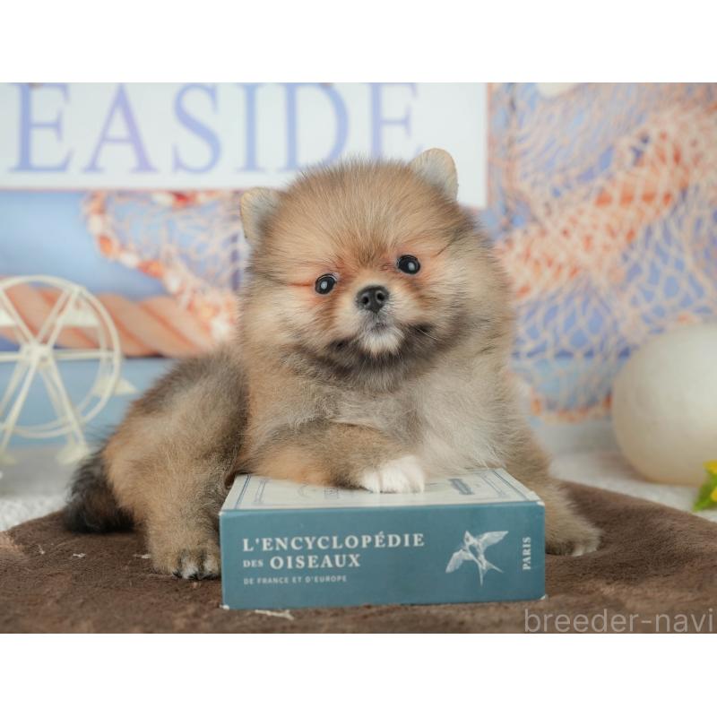 販売中の千葉県のポメラニアン-451905の9枚目