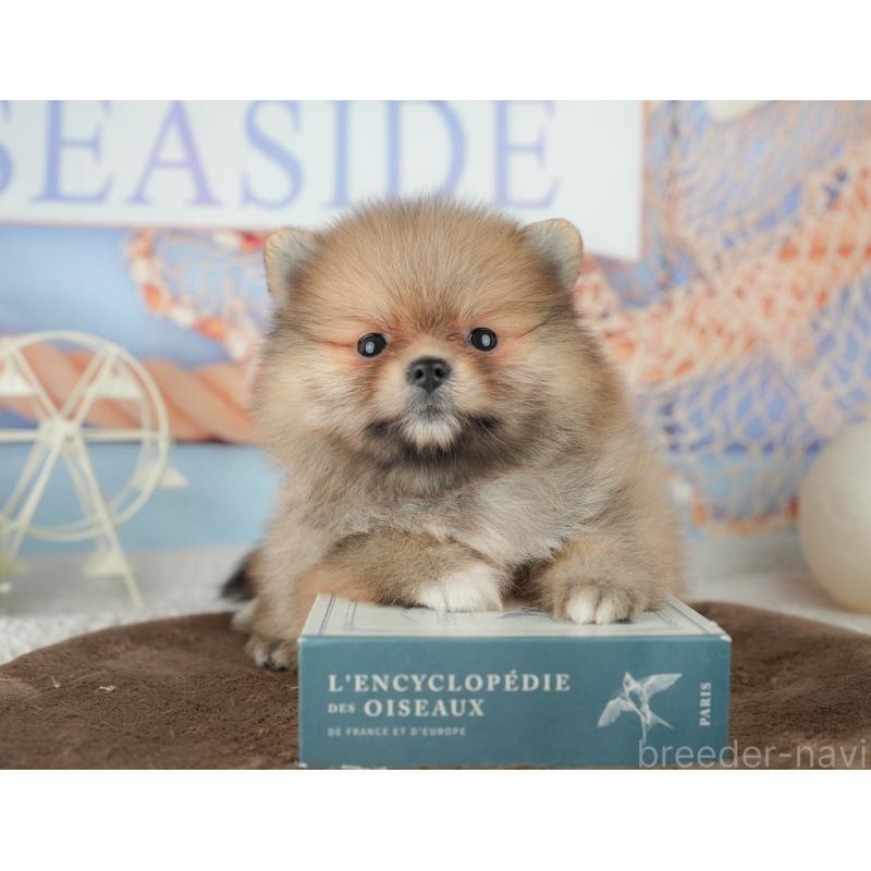 販売中の千葉県のポメラニアン-451905の8枚目