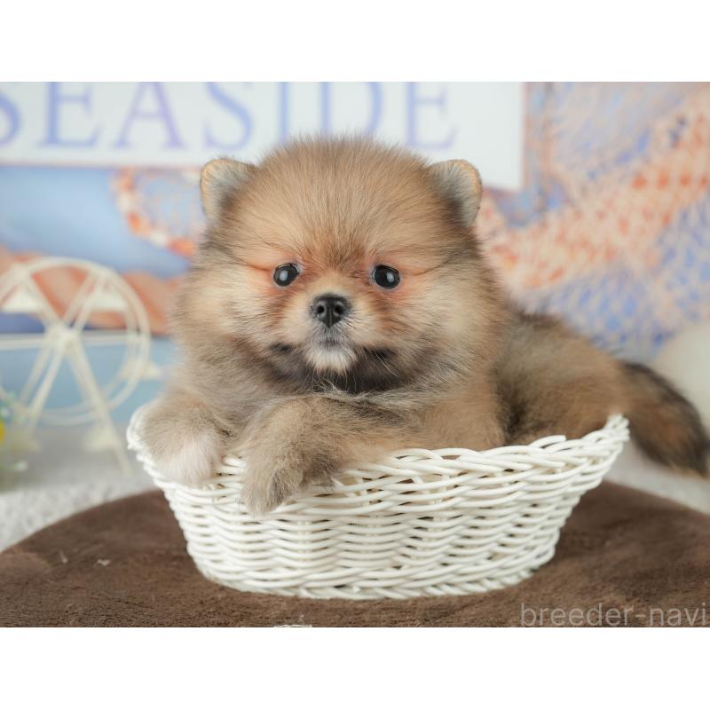 販売中の千葉県のポメラニアン-451905の6枚目