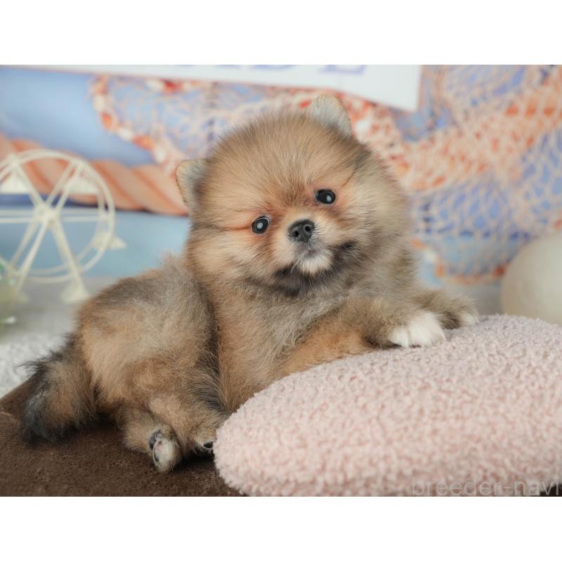 販売中の千葉県のポメラニアン-451905の5枚目