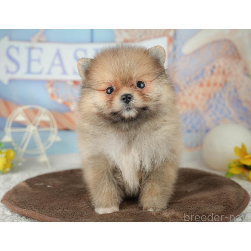 販売中の千葉県のポメラニアン-451905の4枚目