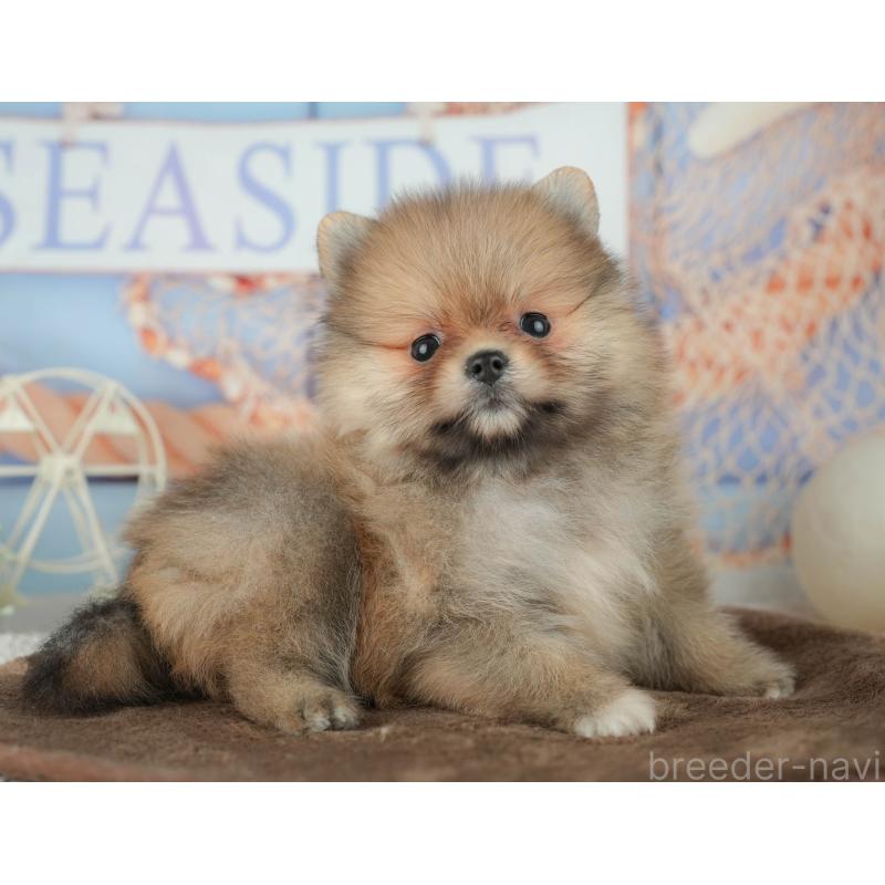 販売中の千葉県のポメラニアン-451905の3枚目