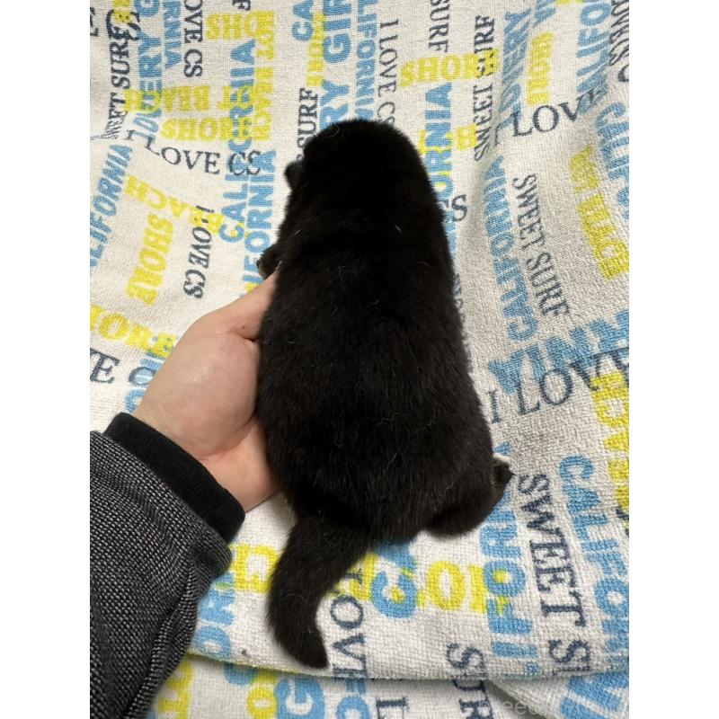 販売中の岡山県の柴犬-451868の2枚目