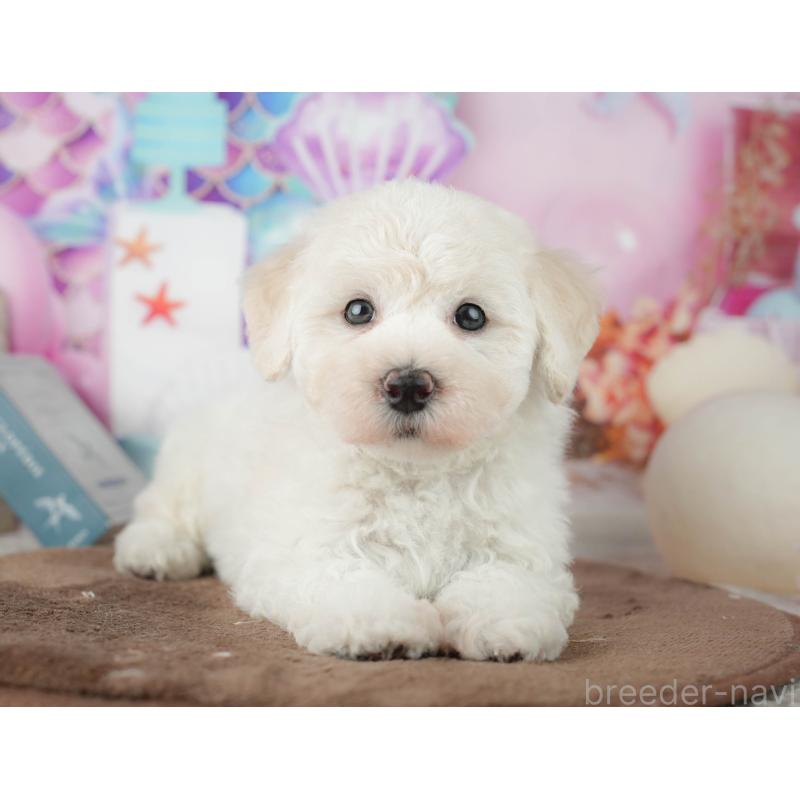 販売中の千葉県のマルプー:マルチーズ×トイプードル-451898