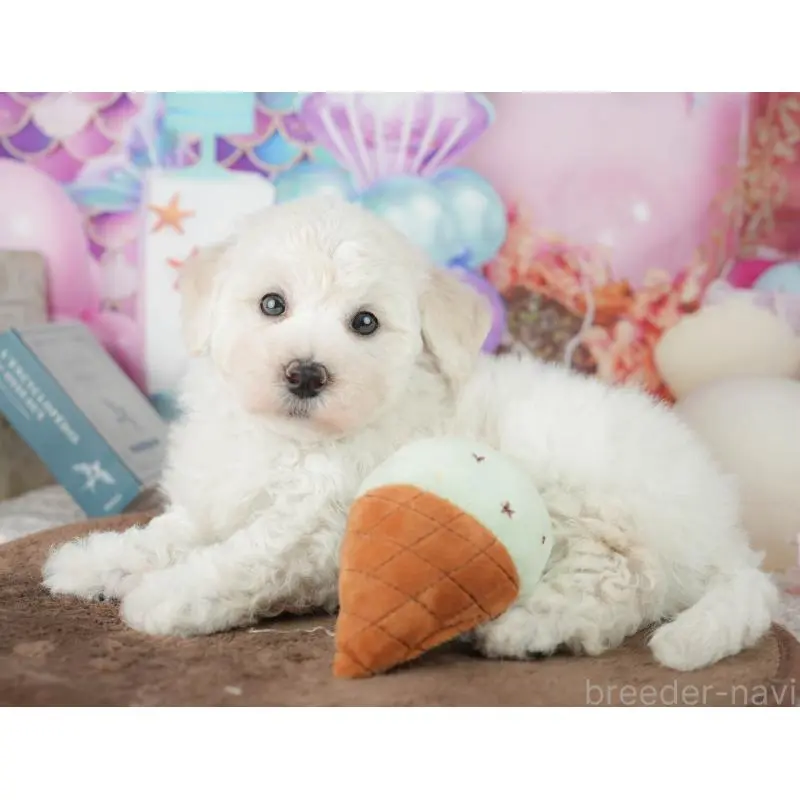 販売中の千葉県のマルプー:マルチーズ×トイプードル-451898の11枚目