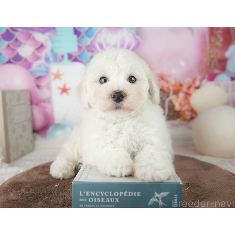 販売中の千葉県のマルプー:マルチーズ×トイプードル-451898の9枚目