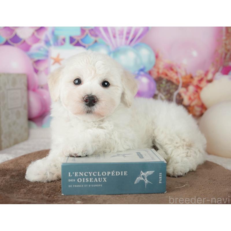 販売中の千葉県のマルプー:マルチーズ×トイプードル-451898の8枚目