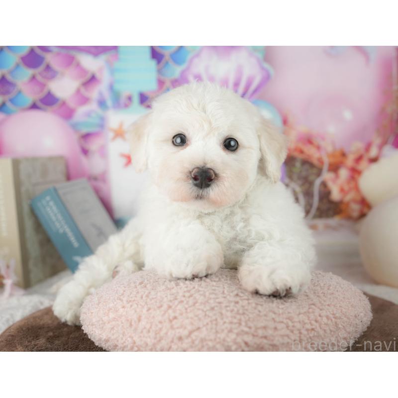 販売中の千葉県のマルプー:マルチーズ×トイプードル-451898の5枚目