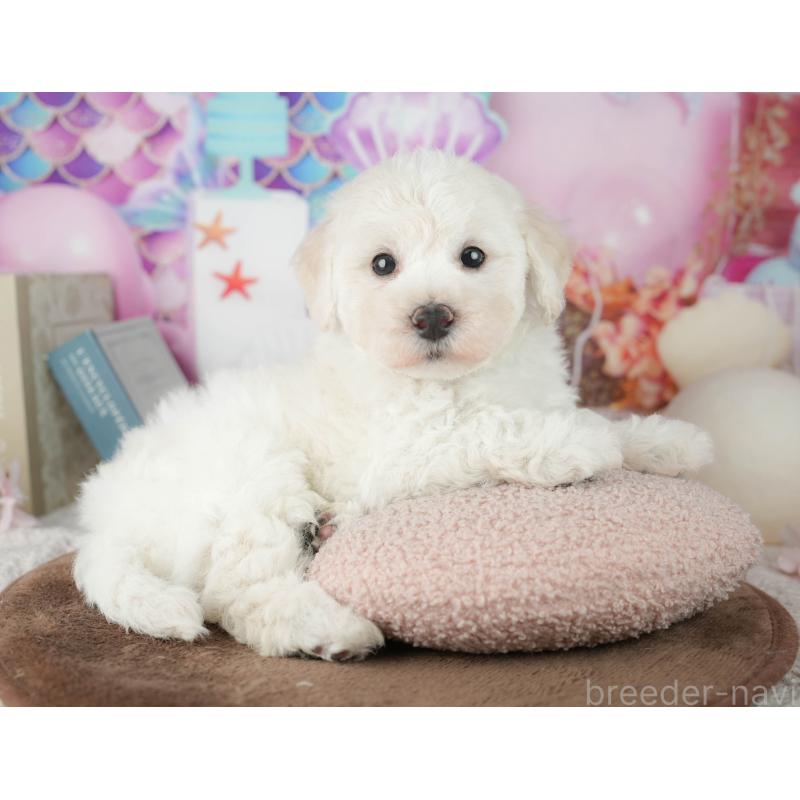 販売中の千葉県のマルプー:マルチーズ×トイプードル-451898の4枚目