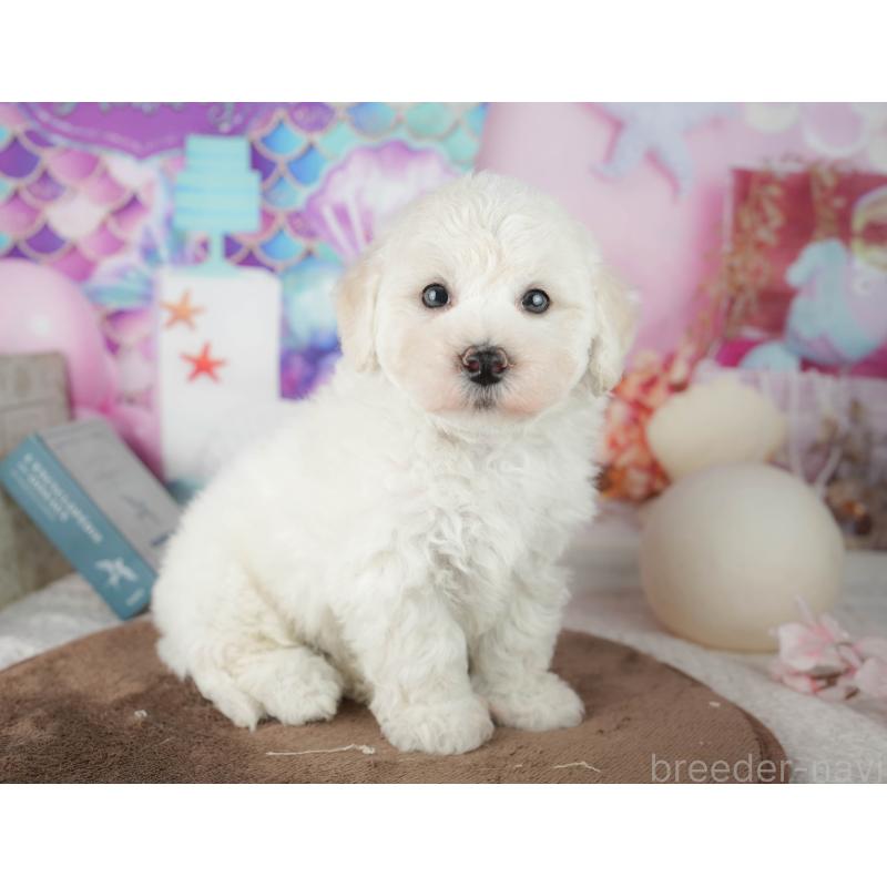 販売中の千葉県のマルプー:マルチーズ×トイプードル-451898の3枚目