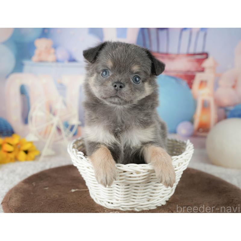 販売中の千葉県のチワワ(ロングコート)-451892