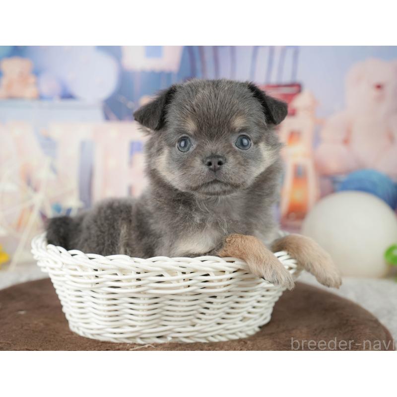 販売中の千葉県のチワワ(ロングコート)-451892の11枚目