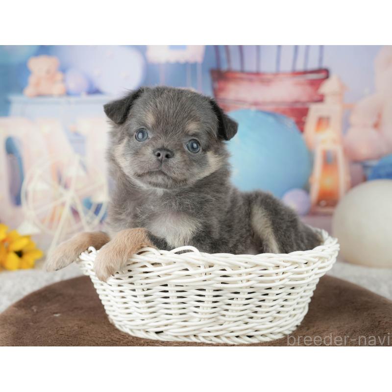 販売中の千葉県のチワワ(ロングコート)-451892の10枚目