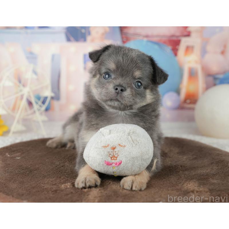 販売中の千葉県のチワワ(ロングコート)-451892の9枚目