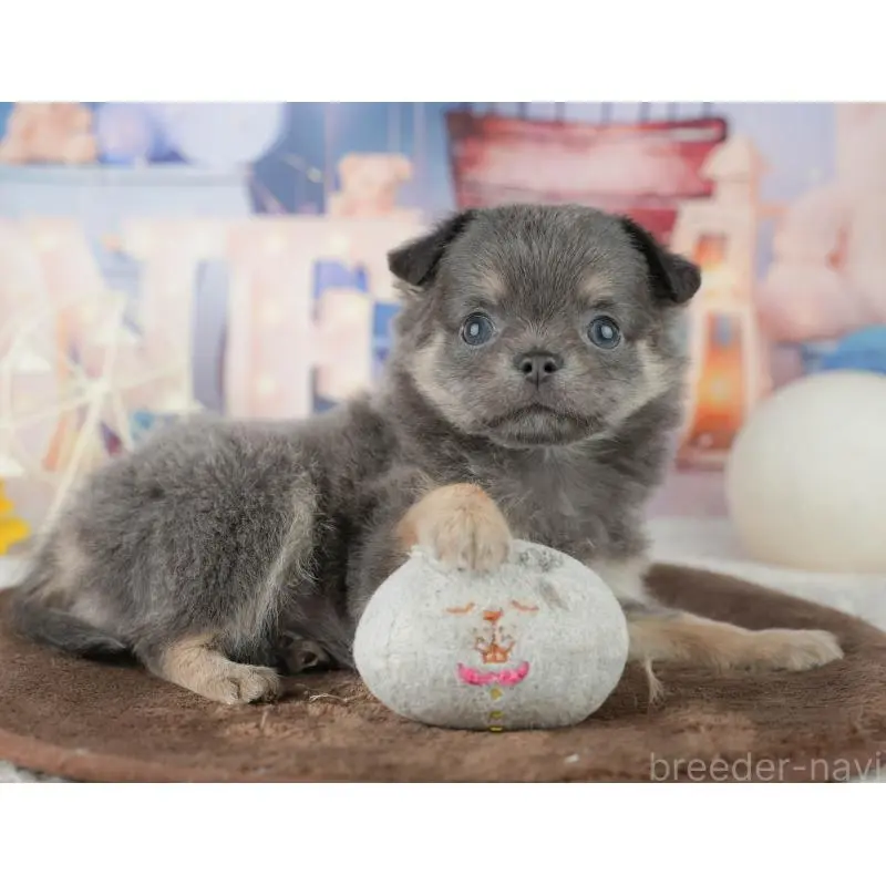 販売中の千葉県のチワワ(ロングコート)-451892の8枚目