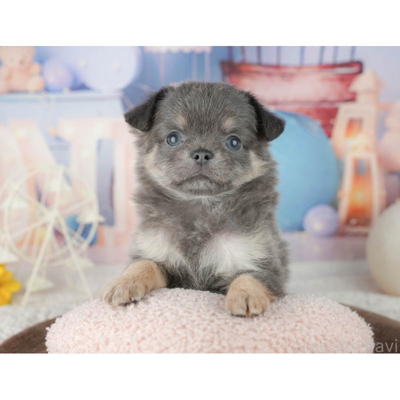 販売中の千葉県のチワワ(ロングコート)-451892の7枚目