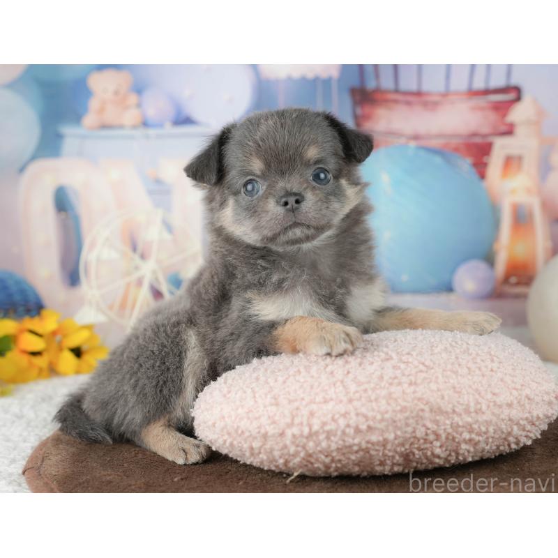 販売中の千葉県のチワワ(ロングコート)-451892の6枚目