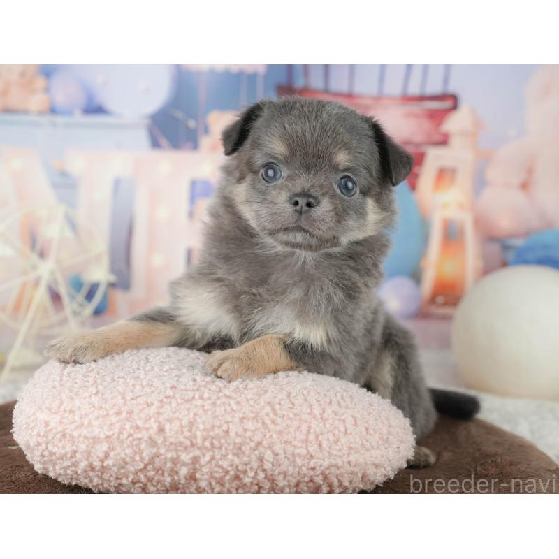 販売中の千葉県のチワワ(ロングコート)-451892の5枚目