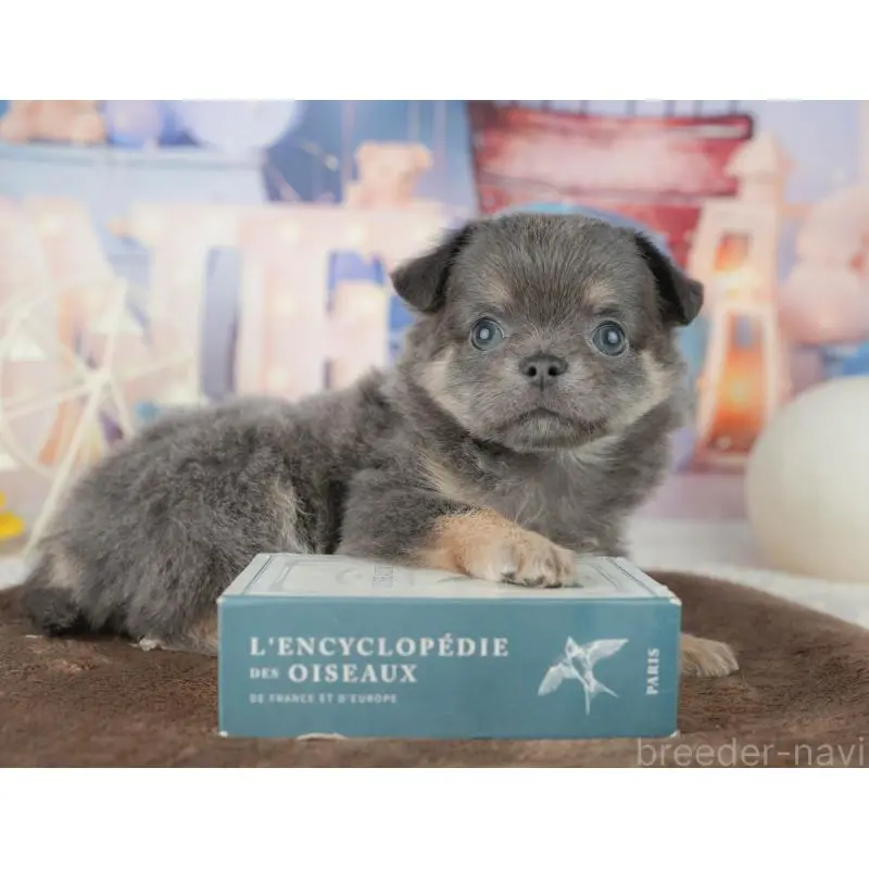 販売中の千葉県のチワワ(ロングコート)-451892の4枚目