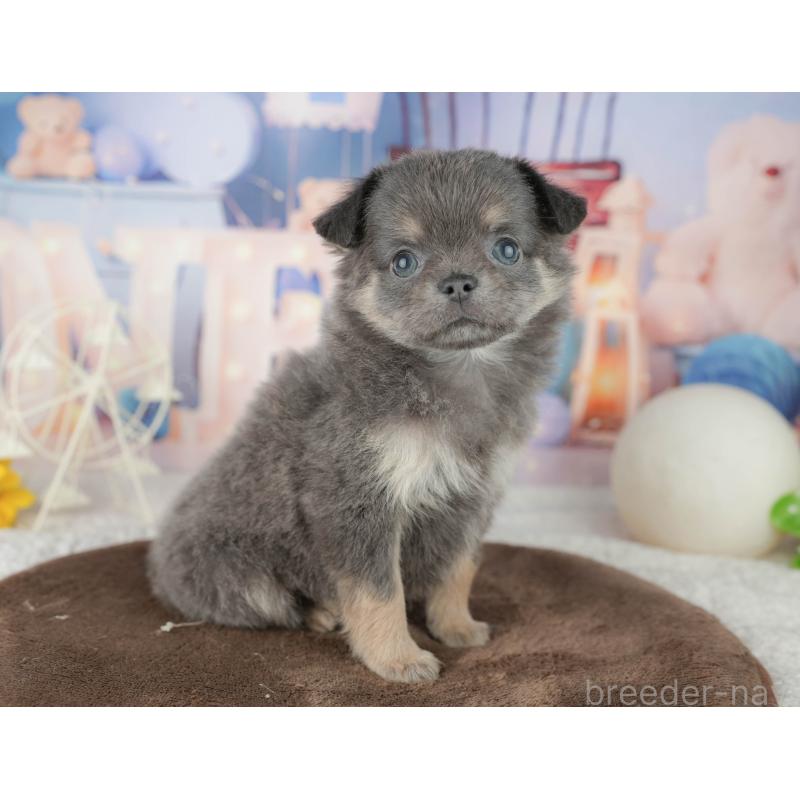 販売中の千葉県のチワワ(ロングコート)-451892の3枚目