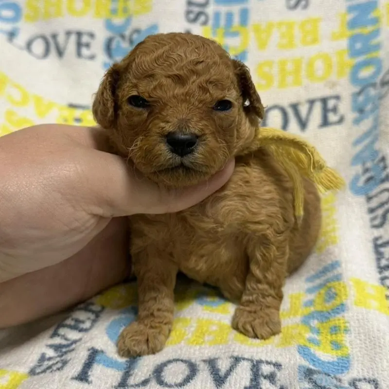 販売中の岡山県のトイプードル-451871の6枚目