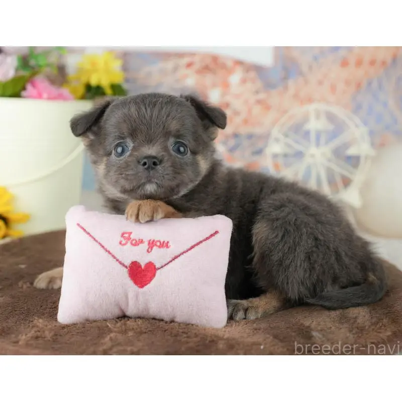 販売中の千葉県のチワワ(ロングコート)-451888の10枚目