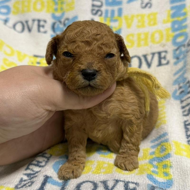 販売中の岡山県のトイプードル-451871の5枚目